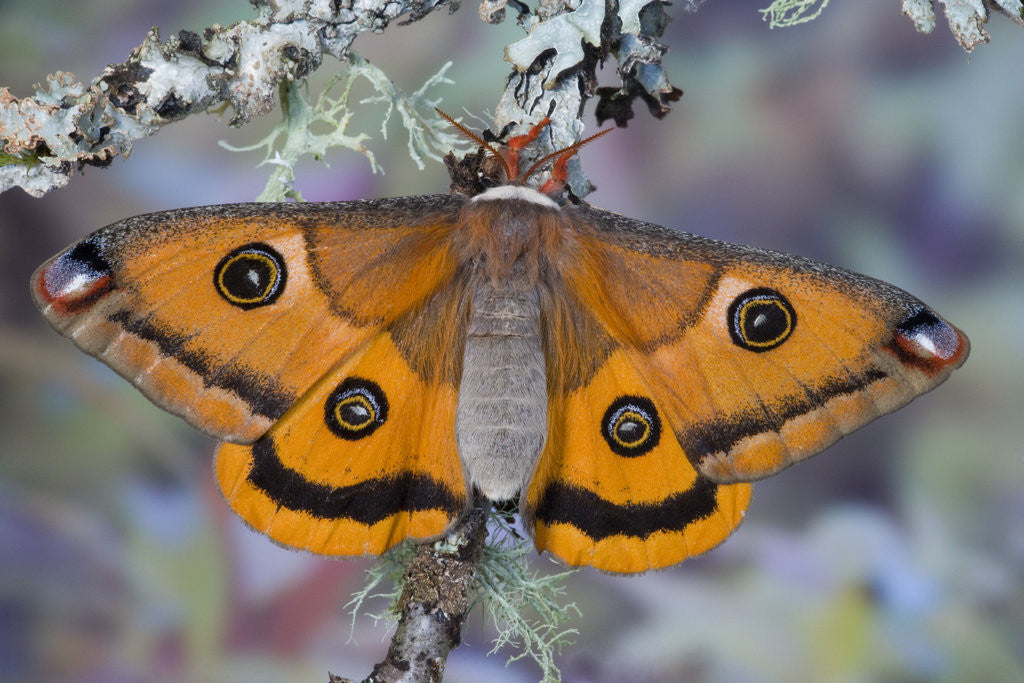 Detail of Calosaturnia Moth on Lichen-Covered Branch by Anonymous