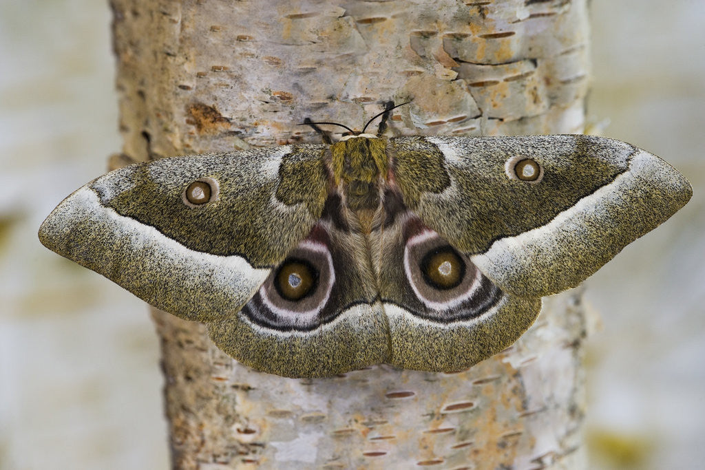 Detail of Gonimbrasia Moth on Tree Trunk by Anonymous