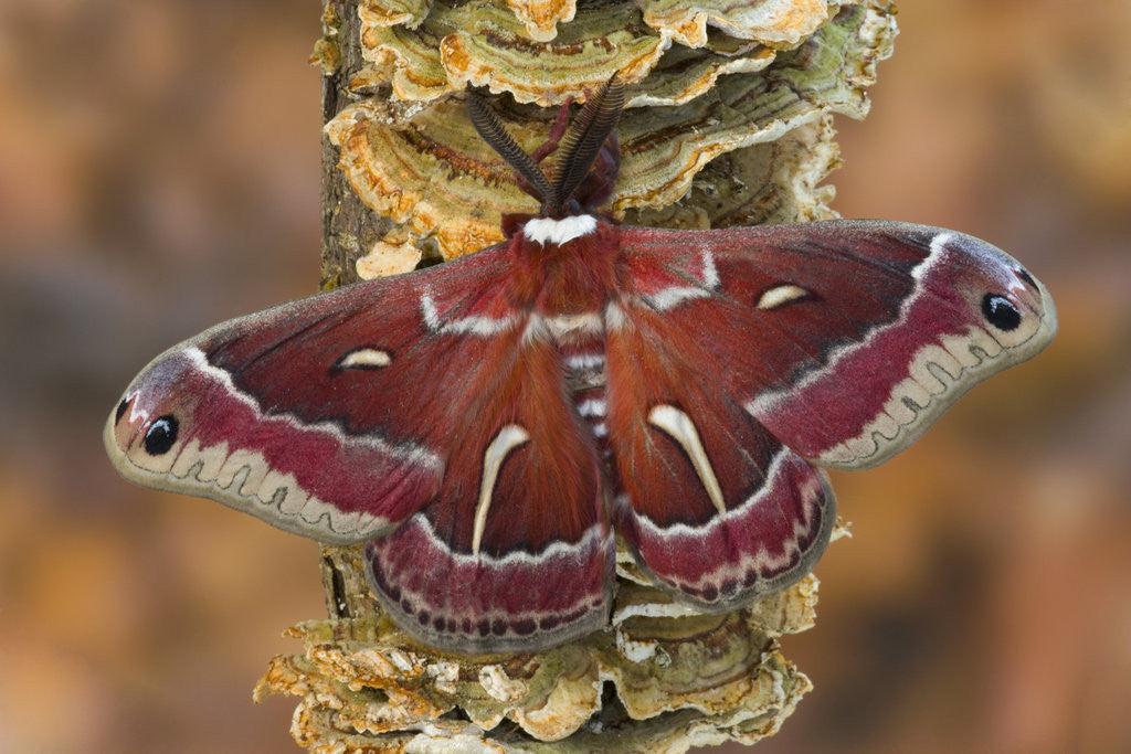 Detail of Hyalophora Moth on Mushroom-Covered Tree by Anonymous