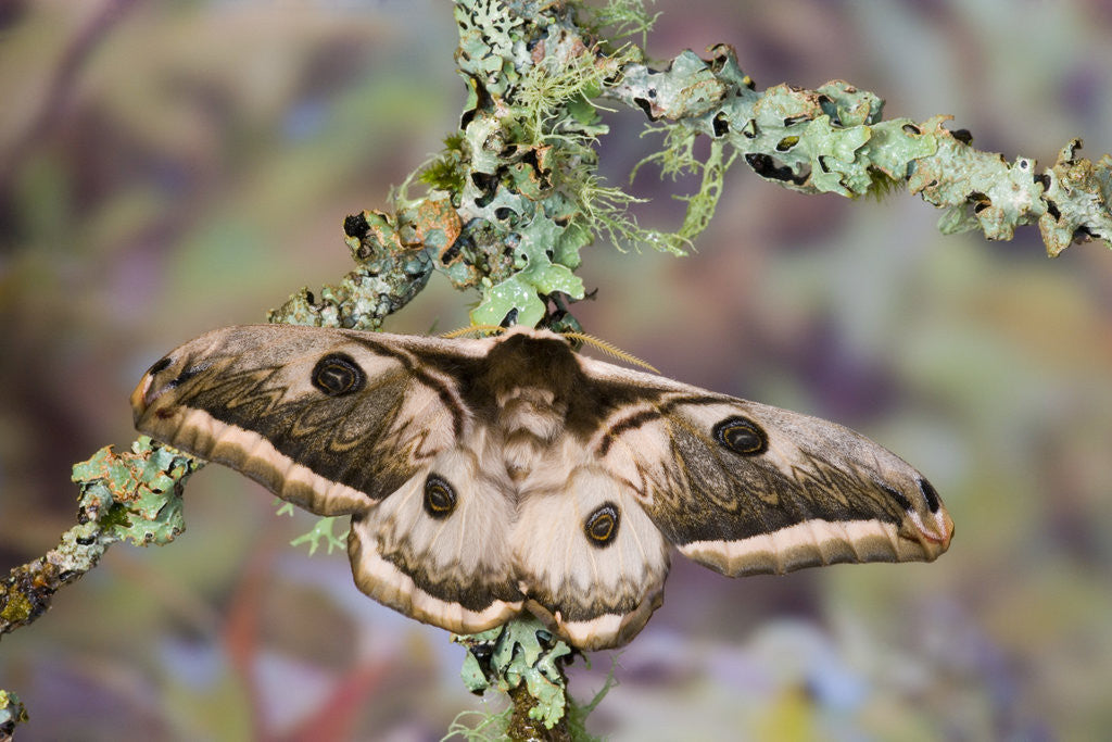 Detail of Saturnia Pyretorum Moth on Lichen-Covered Branch by Anonymous