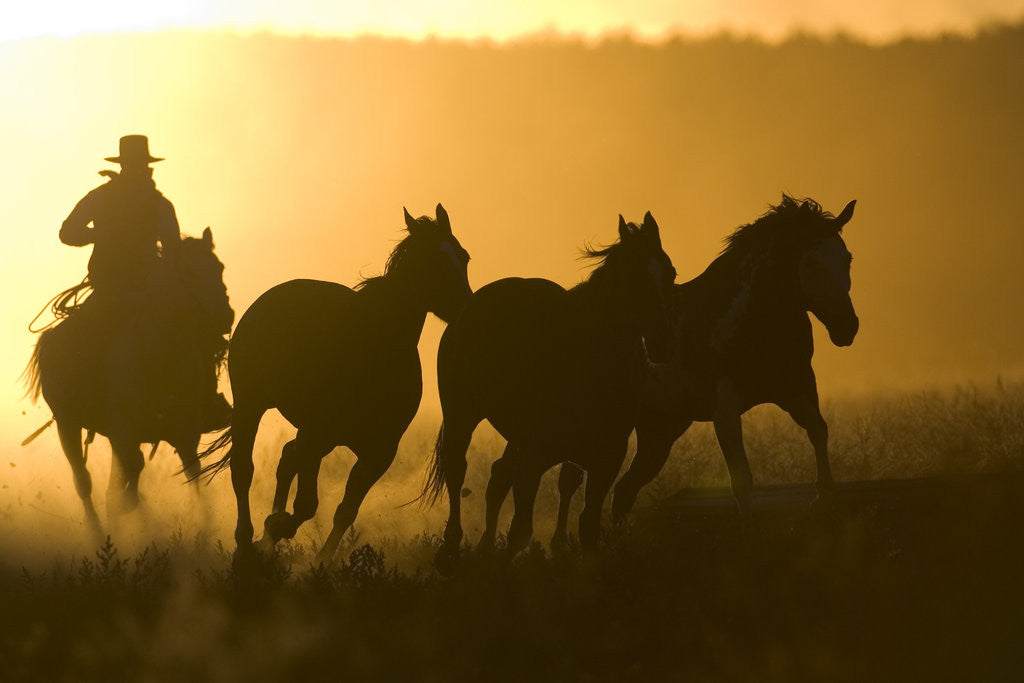 Detail of Silhouette of Cowboy Herding Horses by Corbis