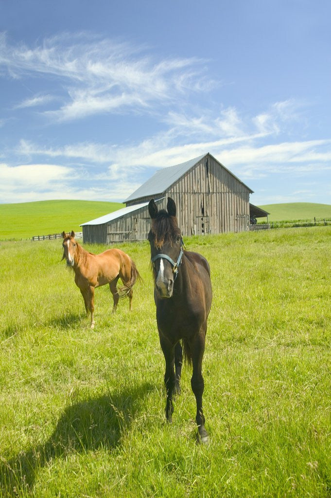 Detail of Horses and Barn in Prairie by Anonymous