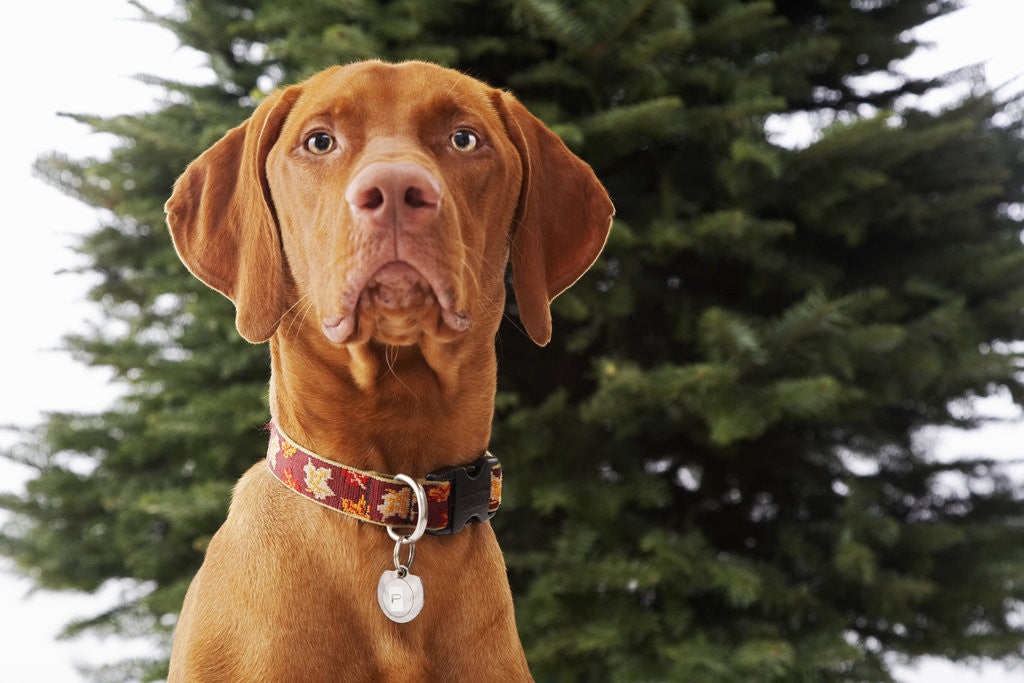 Detail of Dog Sitting in Front of Christmas Tree by Anonymous