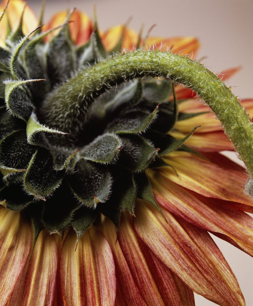 Detail of Close-up of the back of a Sunflower by David Roseburg