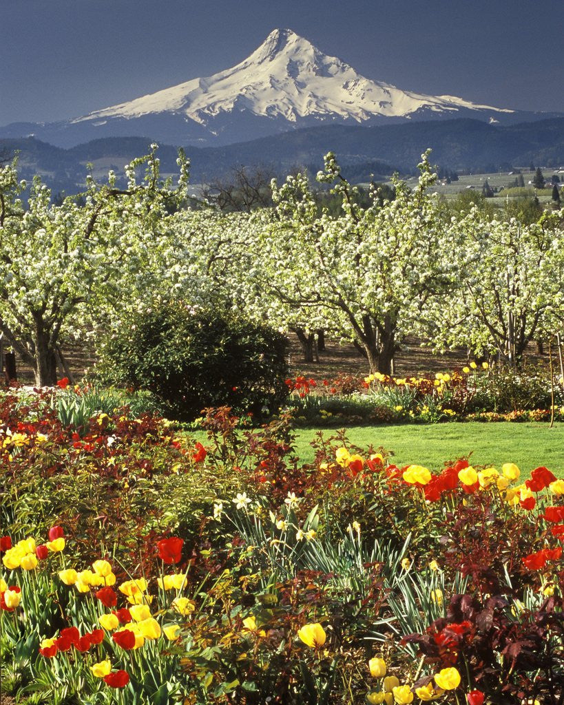 Detail of Tulips and Pear Orchard Below Mt. Hood by Anonymous