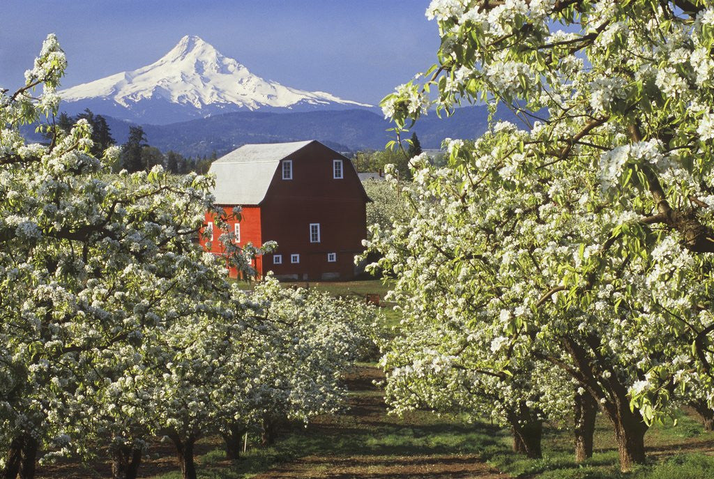 Detail of Barn in Orchard Below Mt. Hood by Anonymous
