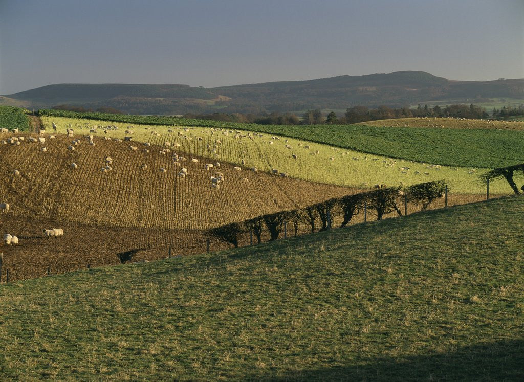 Detail of Sheep Grazing in Agricultural Fields in Northumberland by Anonymous