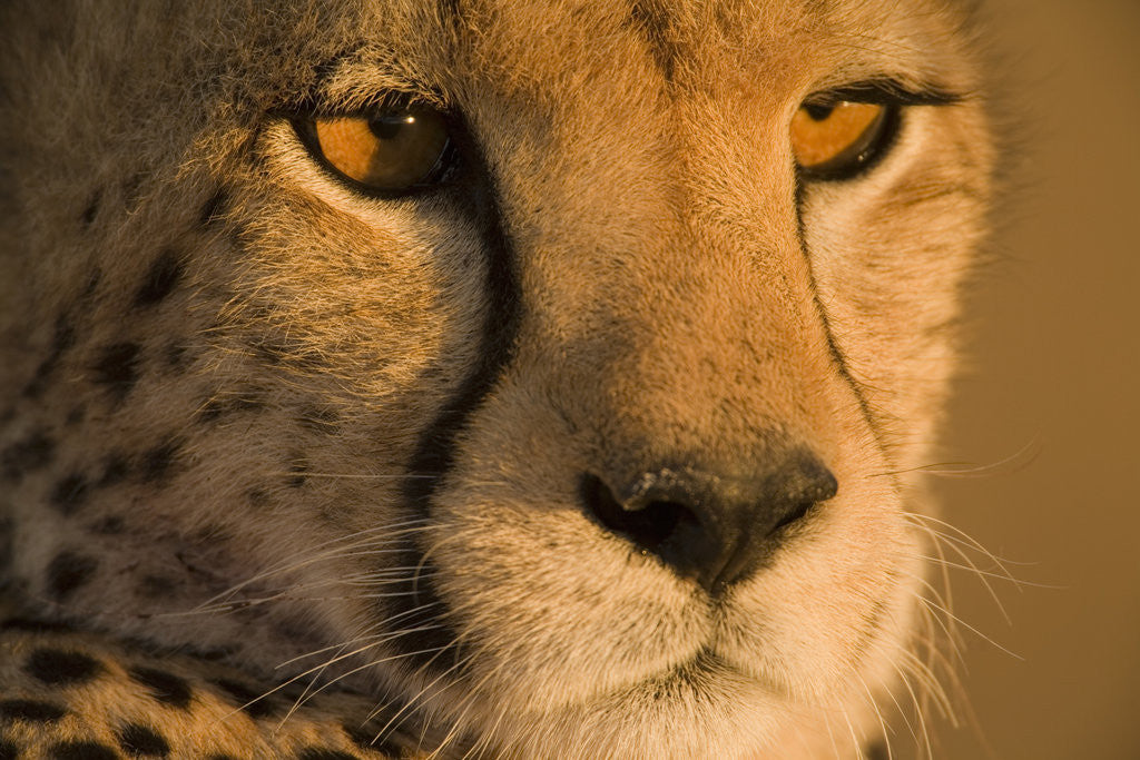 Detail of Cheetah, Masai Mara Game Reserve, Kenya by Corbis