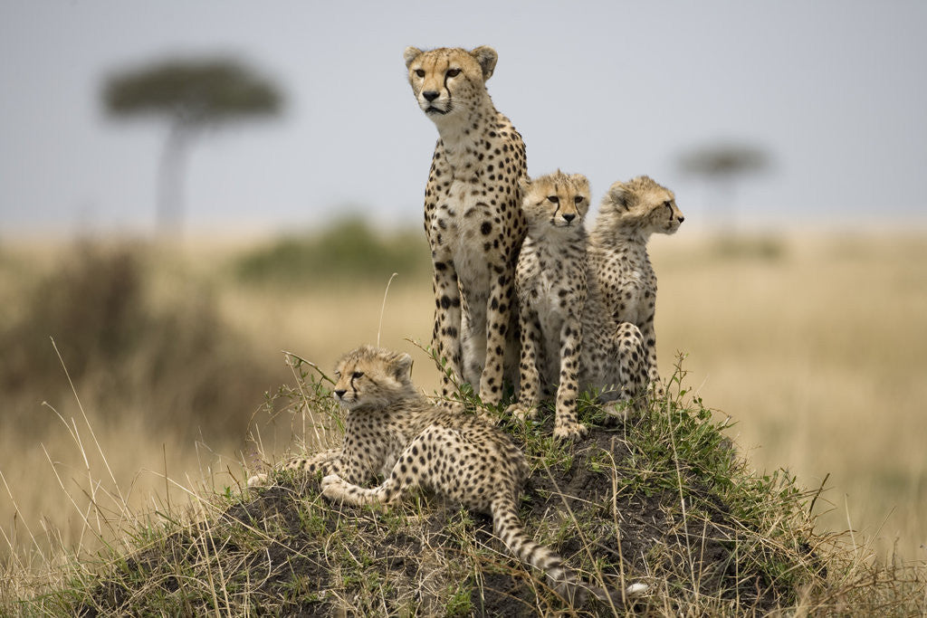 Detail of Cheetah and cubs, Masai Mara Game Reserve, Kenya by Corbis