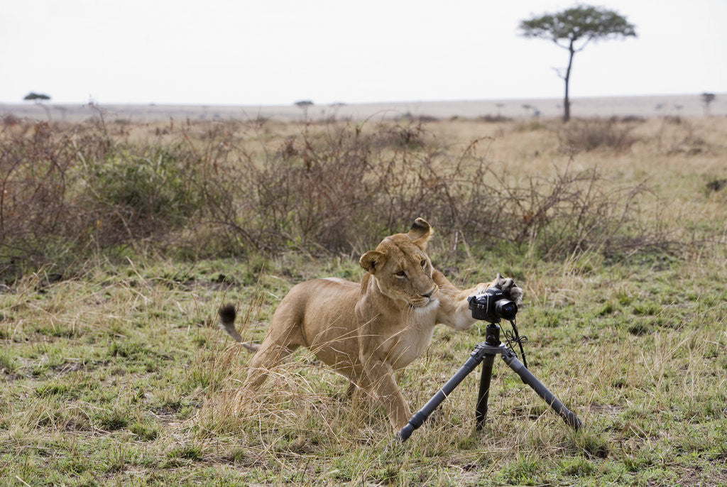 Detail of Lioness and Camera, Kenya by Corbis
