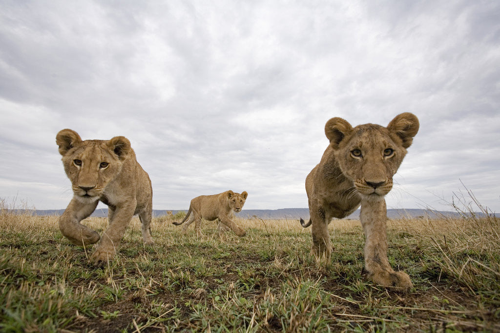Detail of Lion Cubs in Masai Mara Game Reserve, Kenya by Anonymous