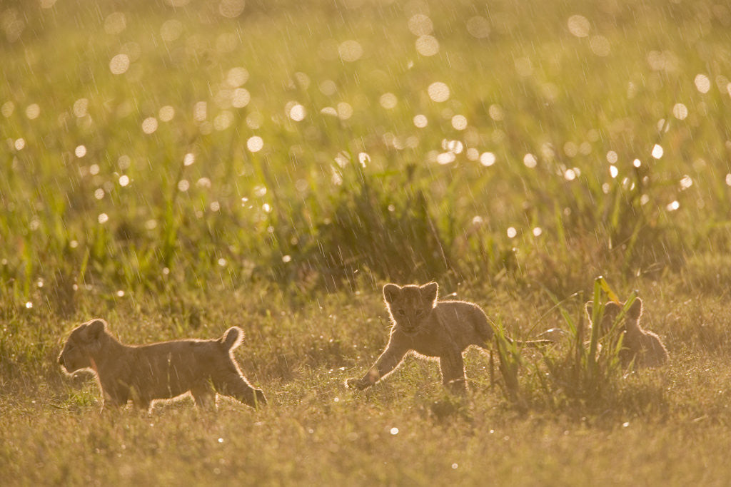 Detail of Lion Cubs in Rain, Masai Mara Game Reserve, Kenya by Anonymous