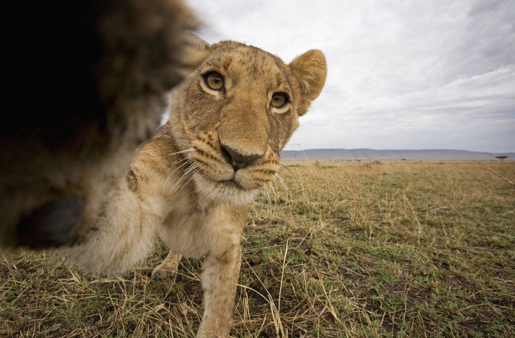 Detail of Lion Cub in Masai Mara Game Reserve, Kenya by Anonymous