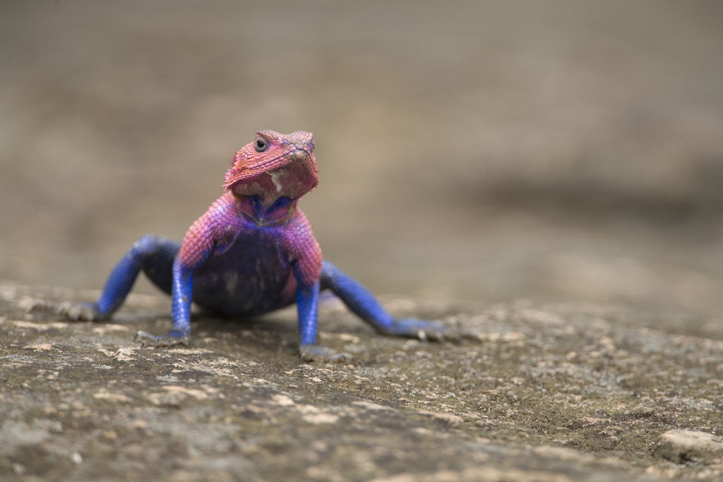 Detail of Red Headed Agama Lizard in Serengeti National Park, Tanzania by Anonymous