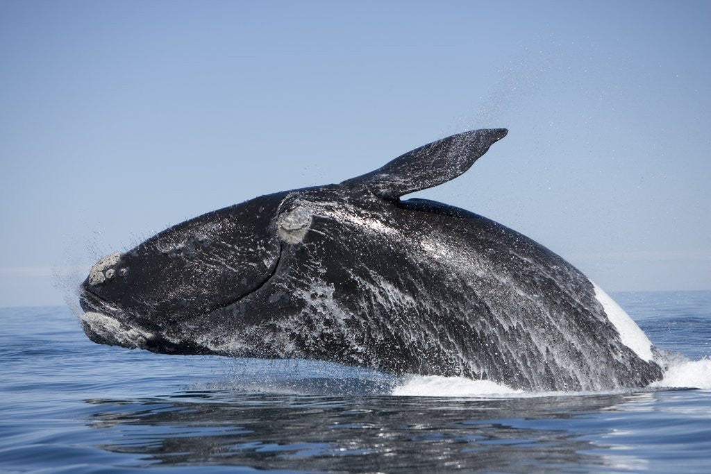 Detail of Southern Right Whale off Peninsula Valdes, Patagonia by Anonymous