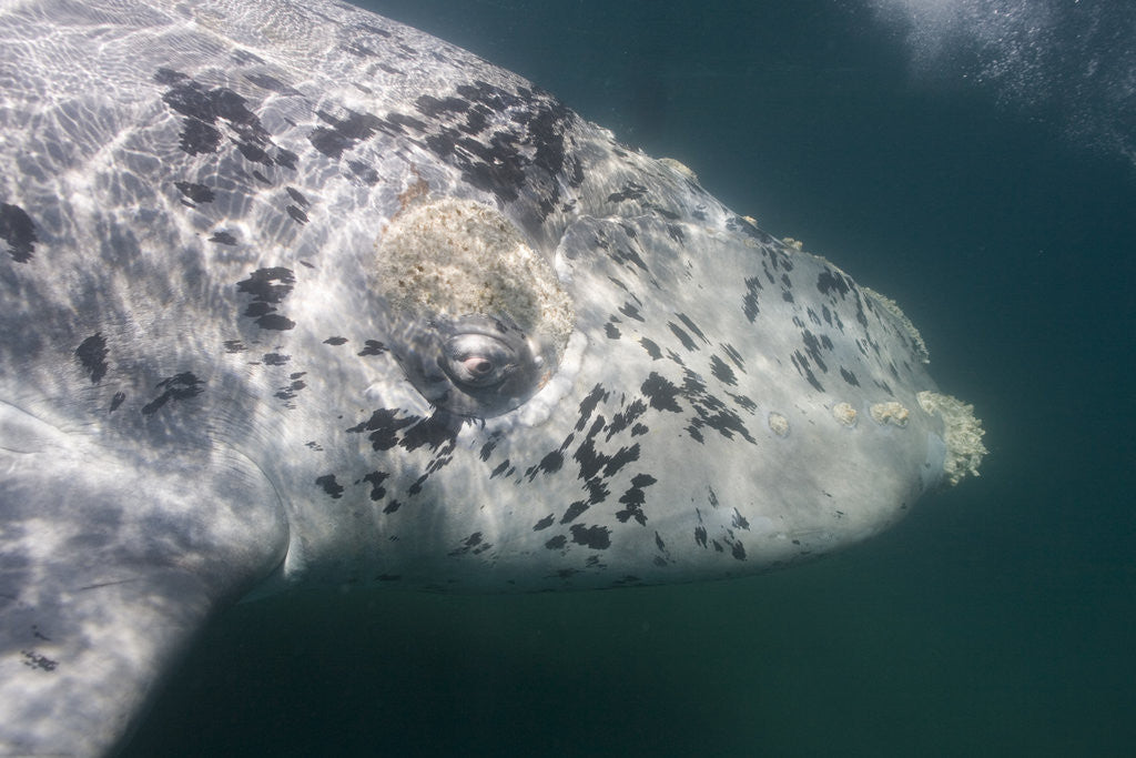 Detail of Southern Right Whale off Peninsula Valdes, Patagonia by Anonymous
