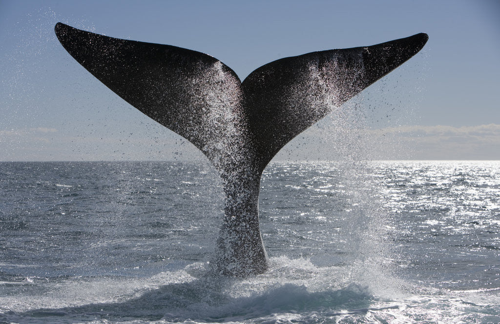 Detail of Southern Right Whale off Peninsula Valdes, Patagonia by Anonymous