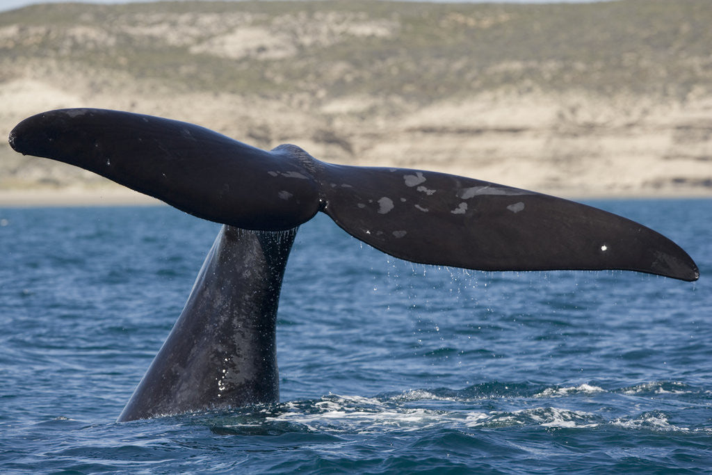 Detail of Southern Right Whale off Peninsula Valdes, Patagonia by Anonymous