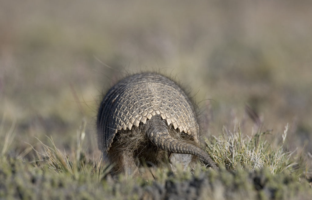 Detail of Armadillo in Patagonia, Argentina by Anonymous