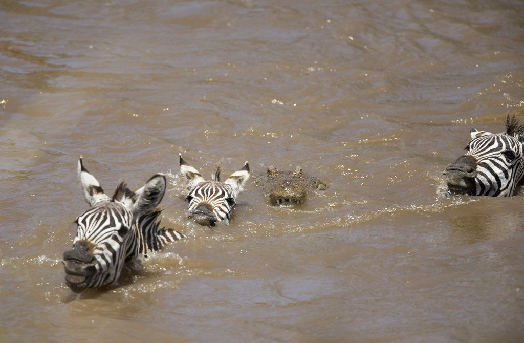 Detail of Nile Crocodile Hunting Zebra Crossing River in Masai Mara, Kenya by Anonymous