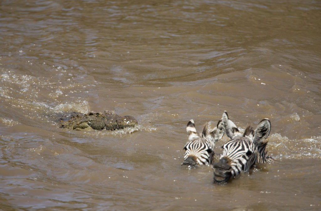 Detail of Nile Crocodile Hunting Zebra Crossing River in Masai Mara, Kenya by Anonymous