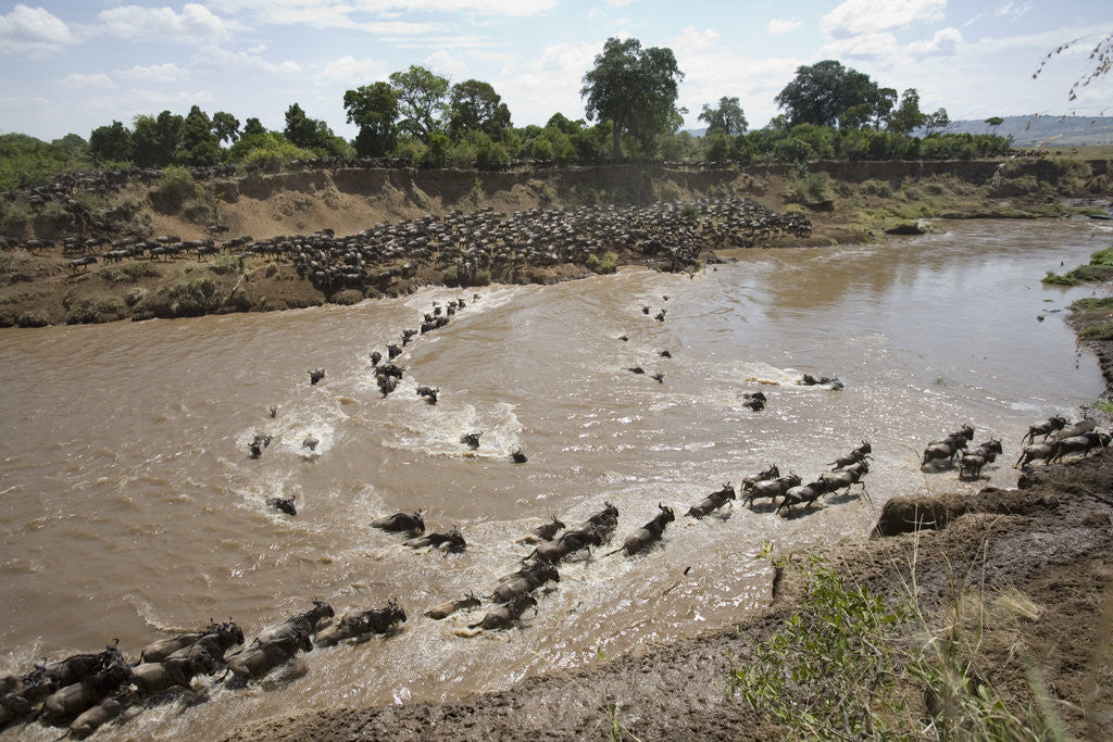 Detail of Wildebeest Migration in Masai Mara, Kenya by Anonymous