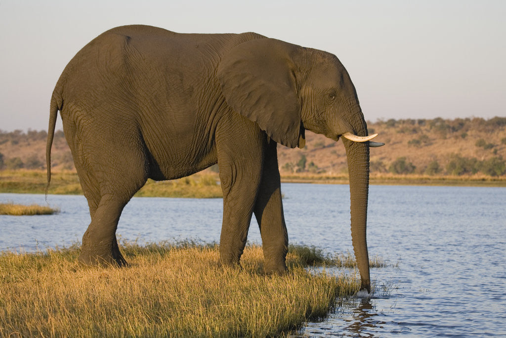 Detail of Elephant Drinking Water by Corbis