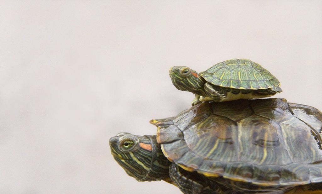 Detail of Baby Turtle Riding on Mother's Back by Corbis