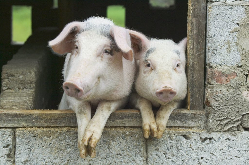 Detail of Two Pigs Leaning Out of Pen by Anonymous
