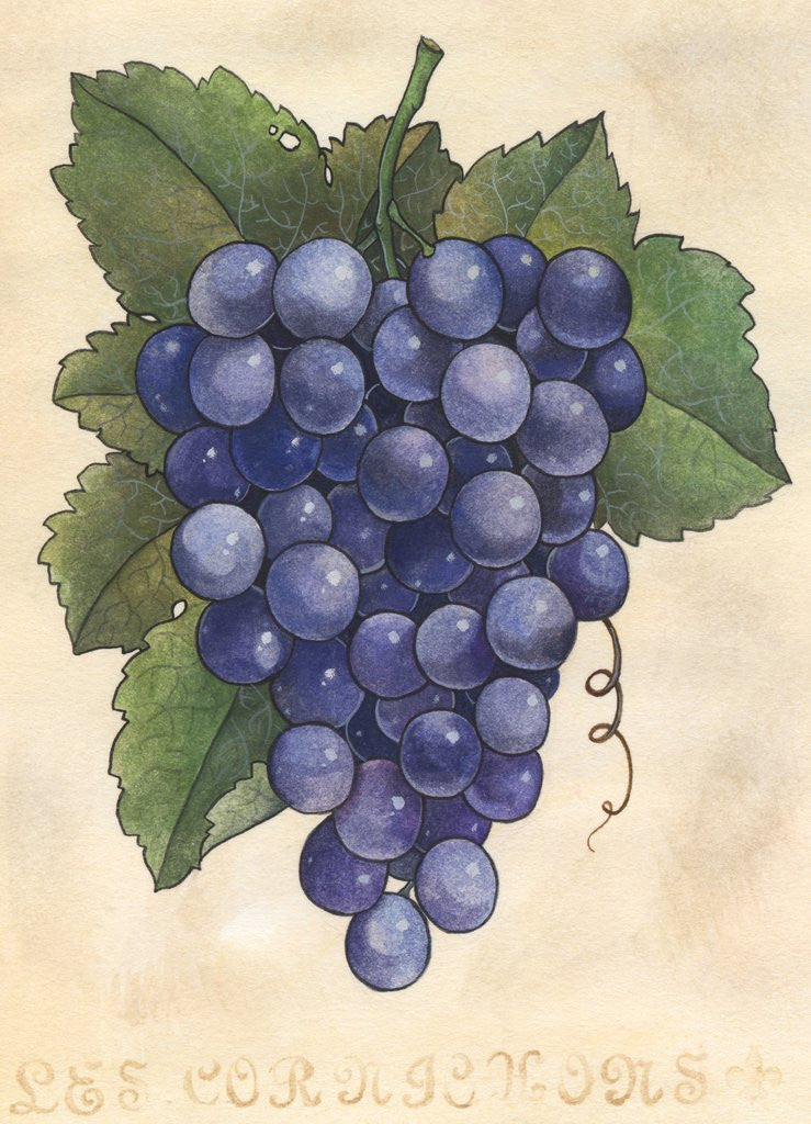 Detail of Bunch of wine grapes by Anonymous