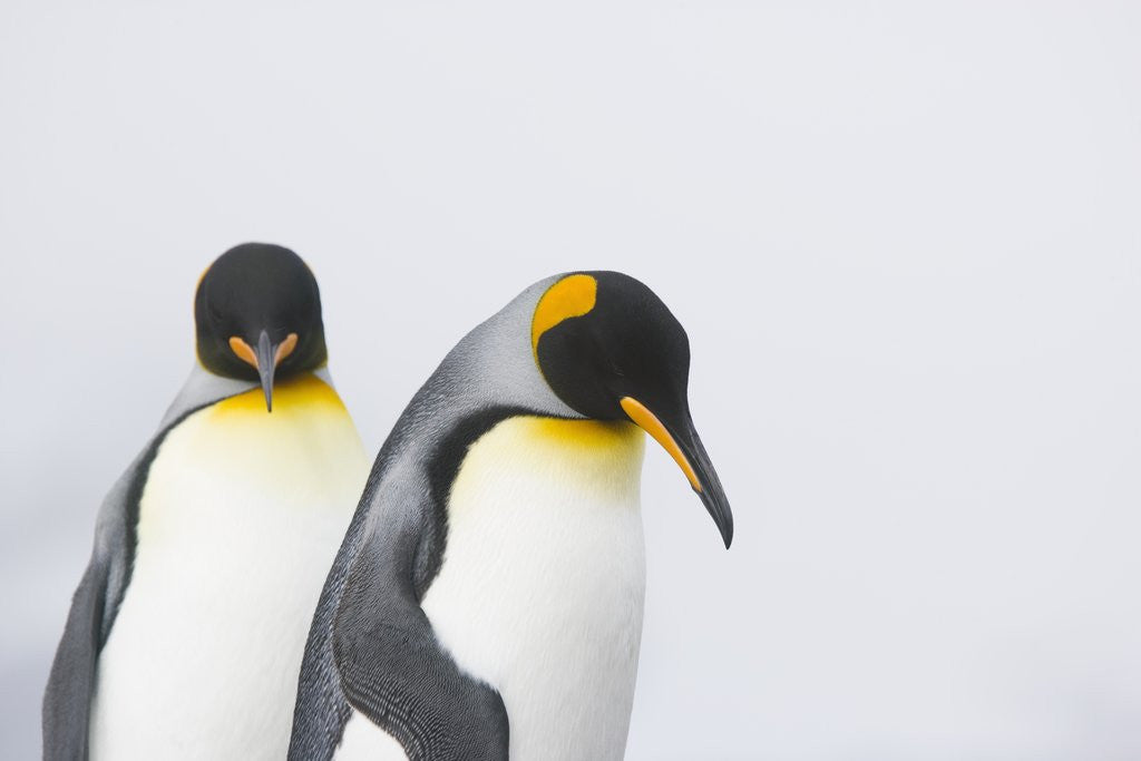 Detail of King Penguins by Anonymous