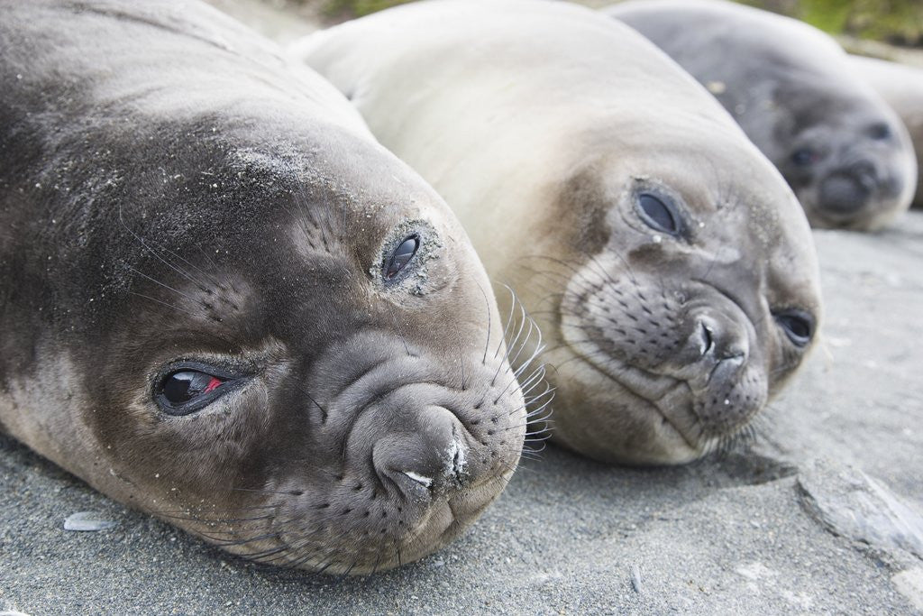 Detail of Elephant Seal Pups by Corbis