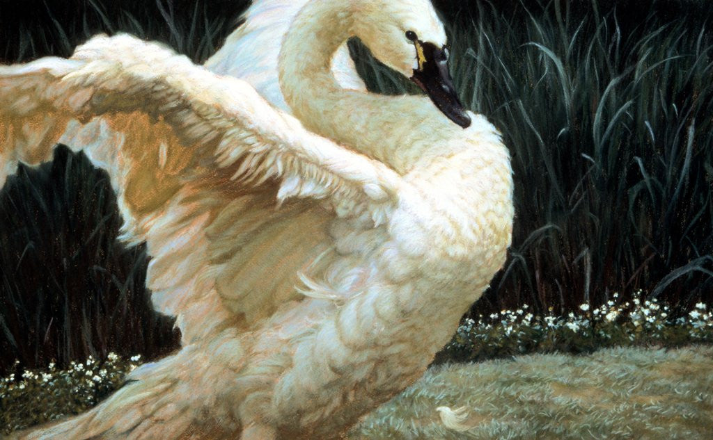 Detail of Tundra Swan Extending Its Wings by Anonymous