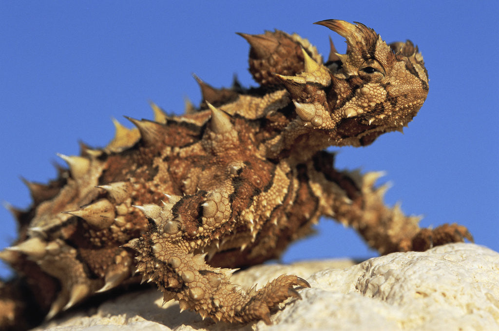 Detail of Thorny Devil by Anonymous