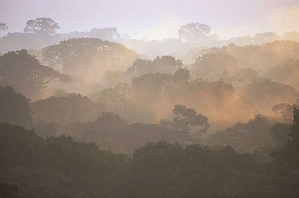 Detail of Morning Fog and Tropical Rainforest Canopy in Ecuador by Anonymous