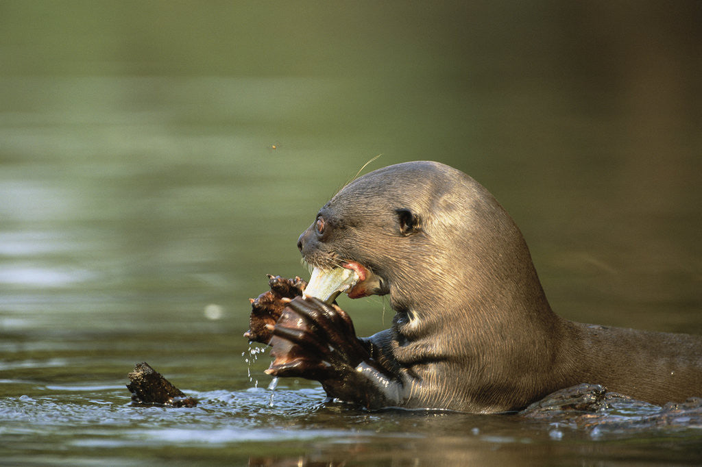 Detail of River Otter Eating a Fish by Anonymous