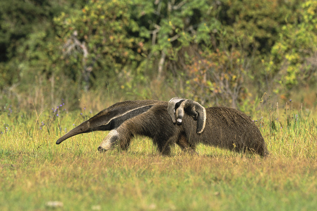 Detail of Anteaters Carrying Their Young by Anonymous