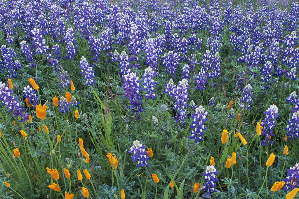 Detail of Lupines and Poppies in a Meadow by Anonymous