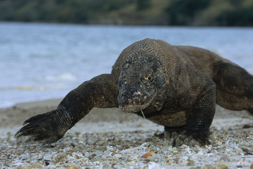 Detail of Komodo Dragon by Anonymous