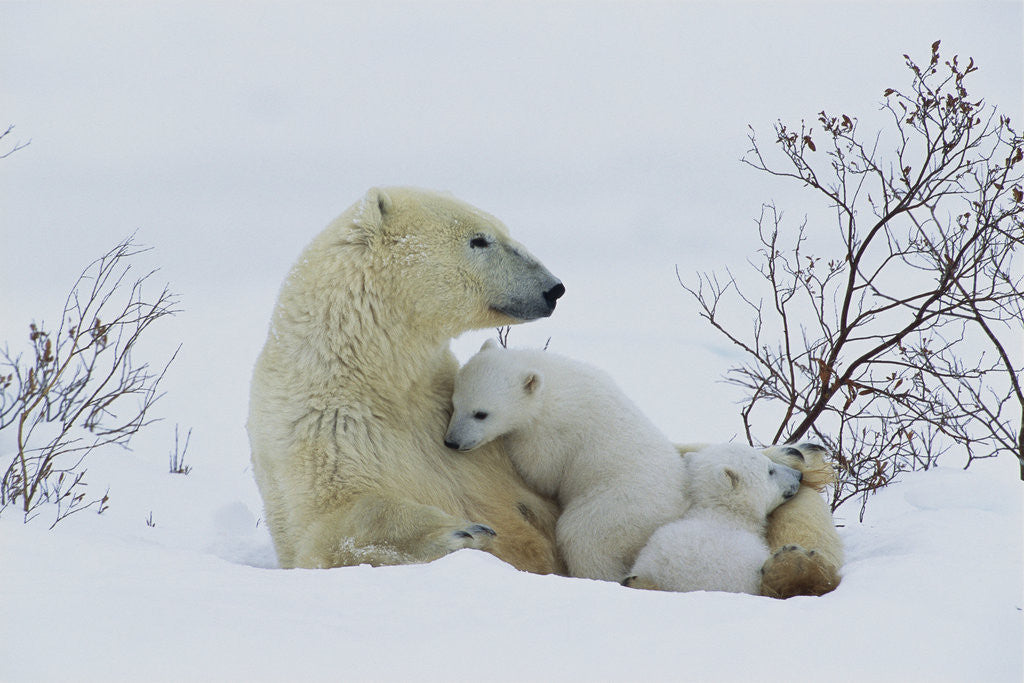 Detail of Polar Bear Mother With Her Cubs by Corbis