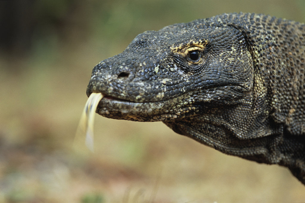 Detail of Komodo Dragon by Anonymous