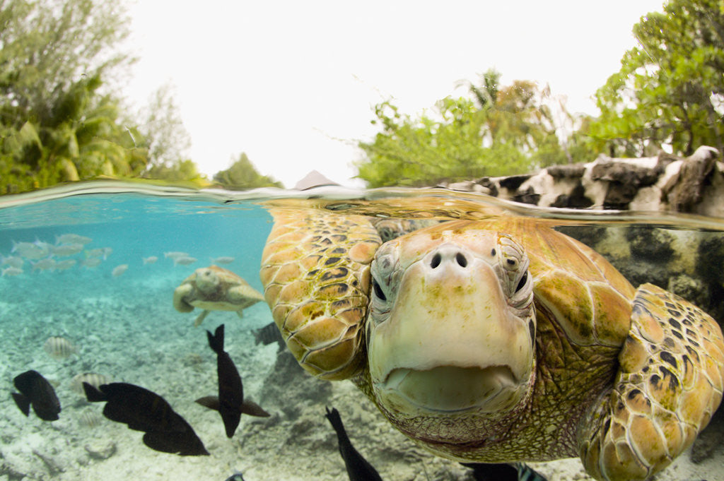 Detail of Face to Face with Green Sea Turtles by Anonymous