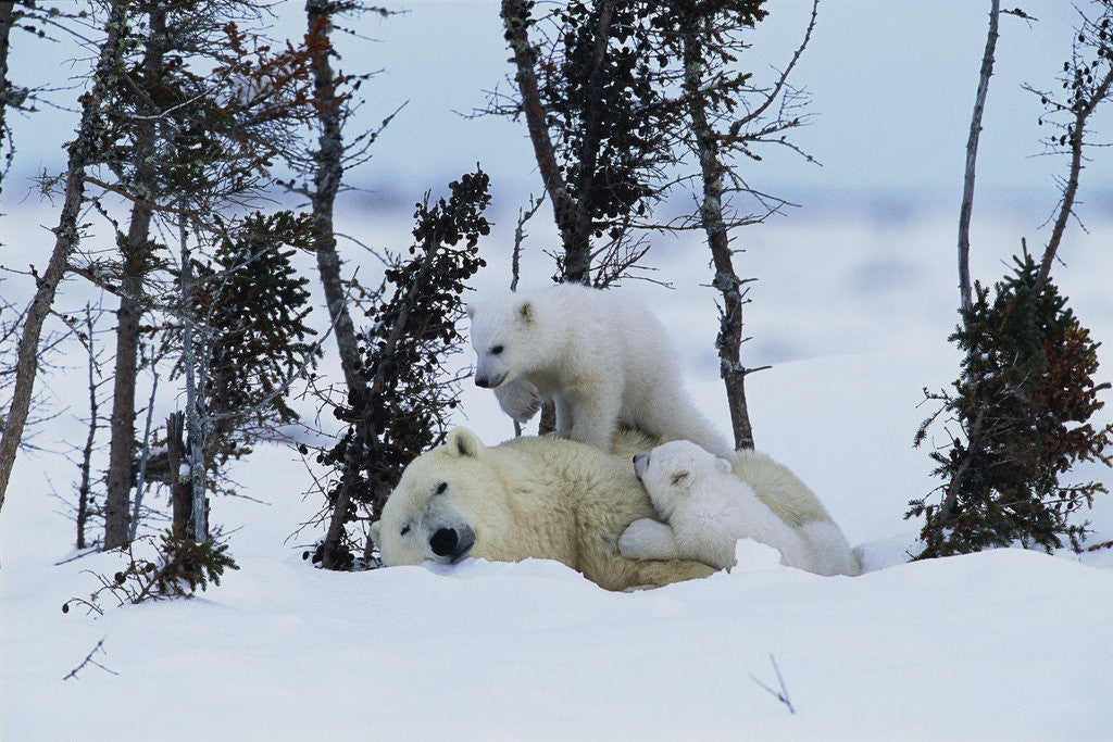Detail of Polar Bear Mother With Her Cubs by Anonymous
