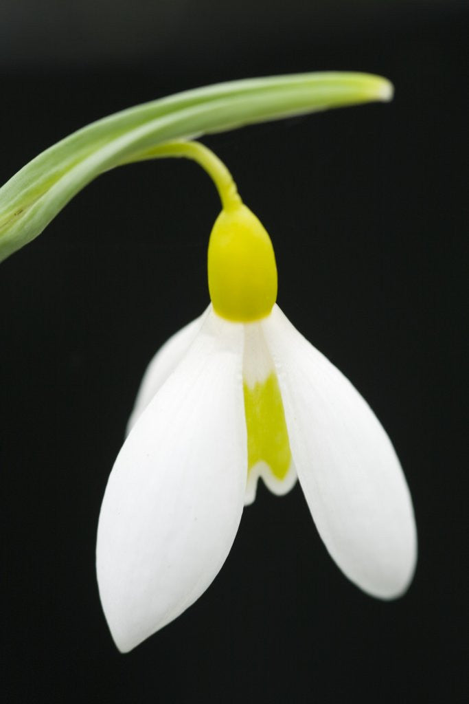 Detail of Close-Up View of Wendy's Gold Snowdrop Flower by Anonymous