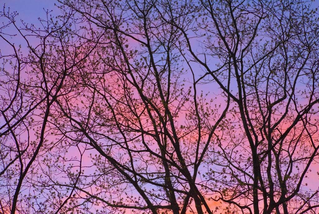 Detail of Dark Oak Trees Against Fiery Sky at Sunset by Anonymous