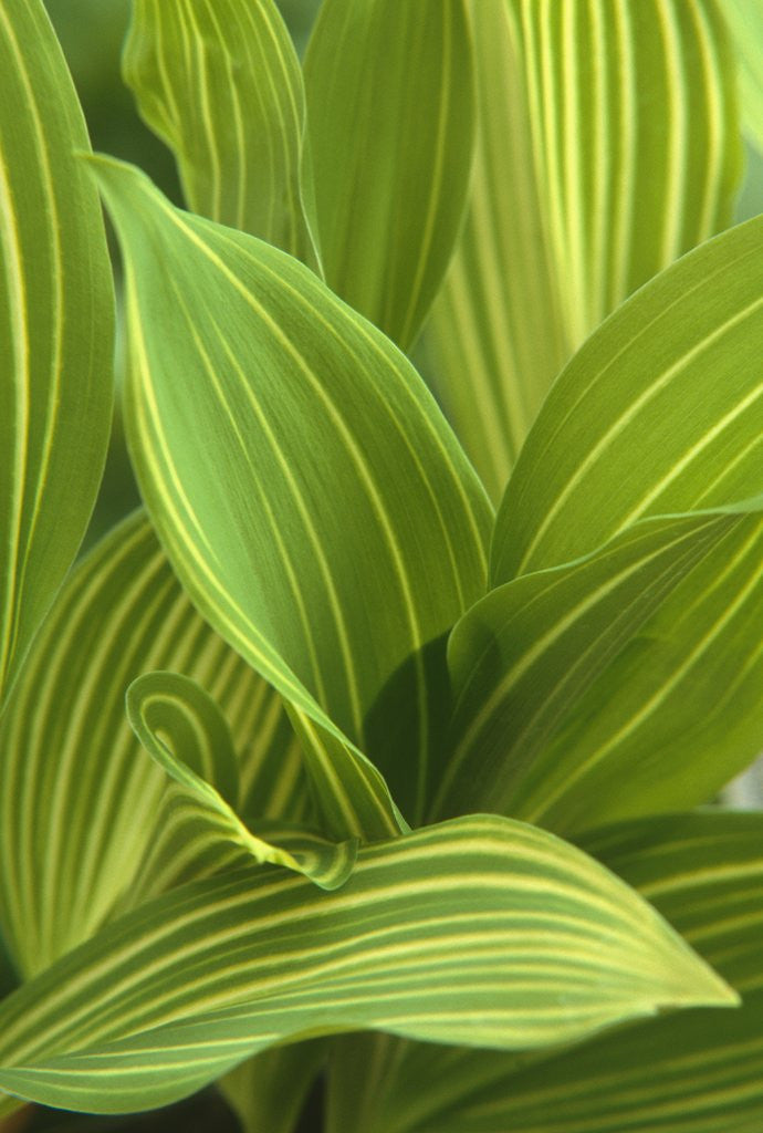 Detail of Close-up of Variegated Leaves by Corbis