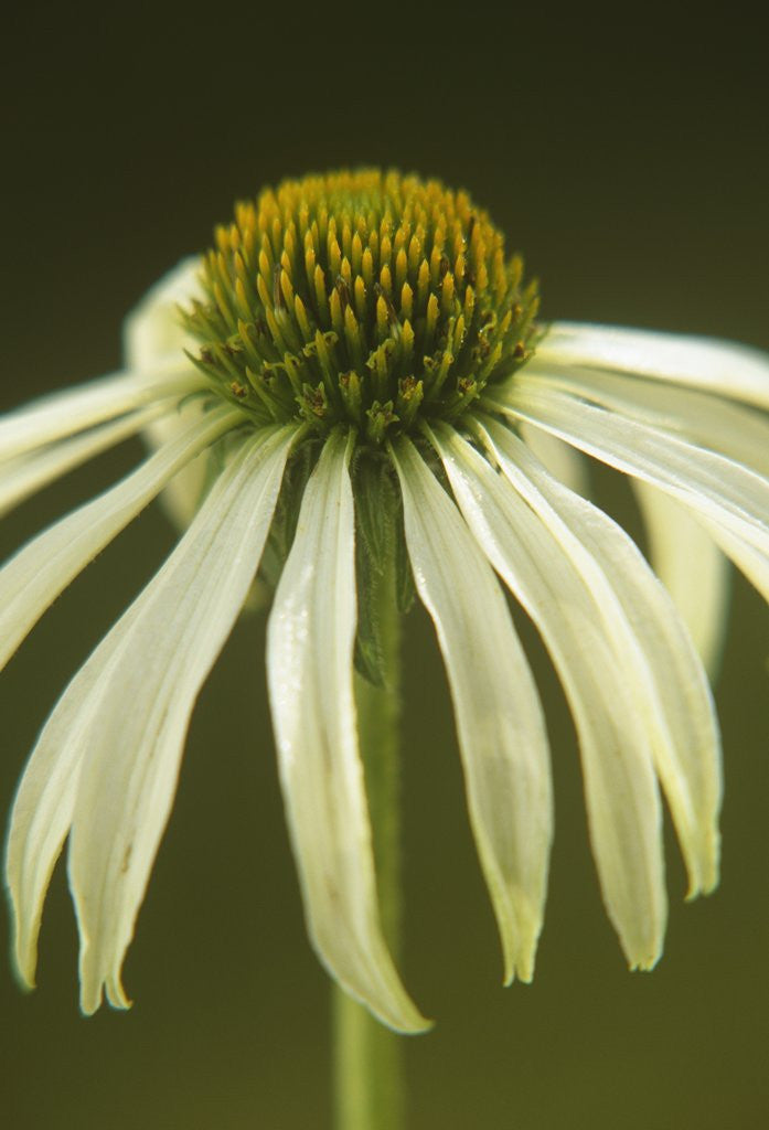 Detail of White Swan Coneflower by Anonymous