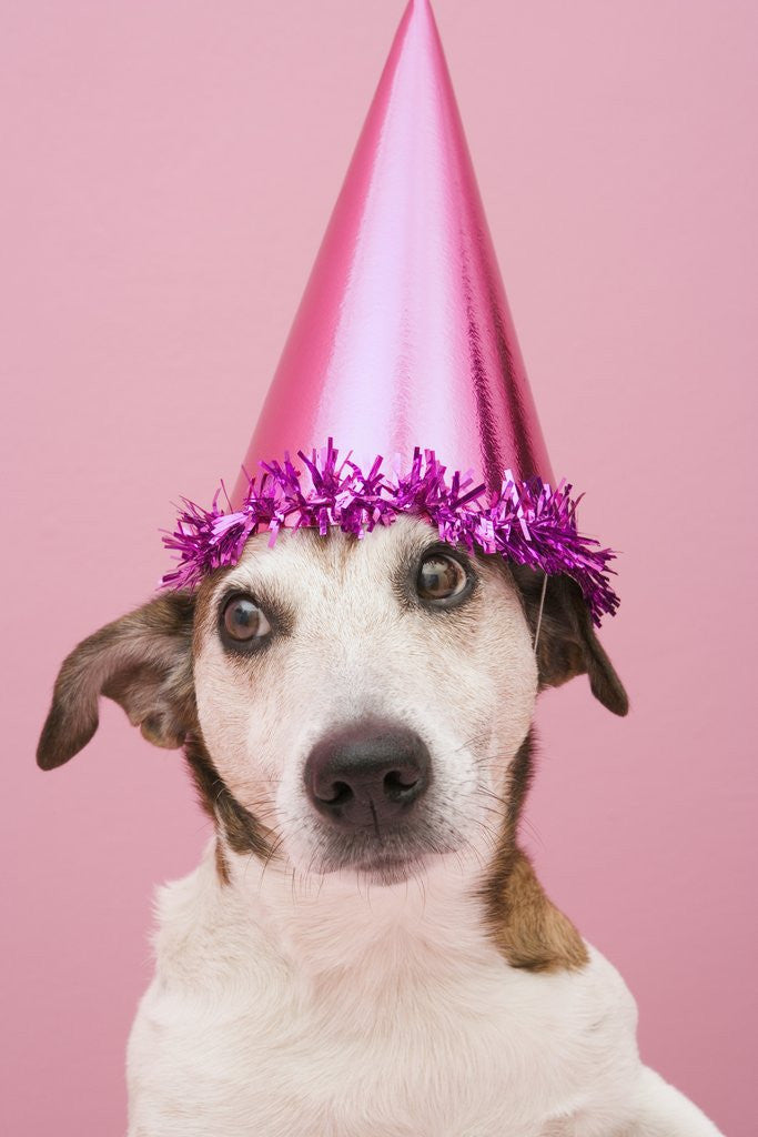 Detail of Dog Wearing Party Hat by Corbis