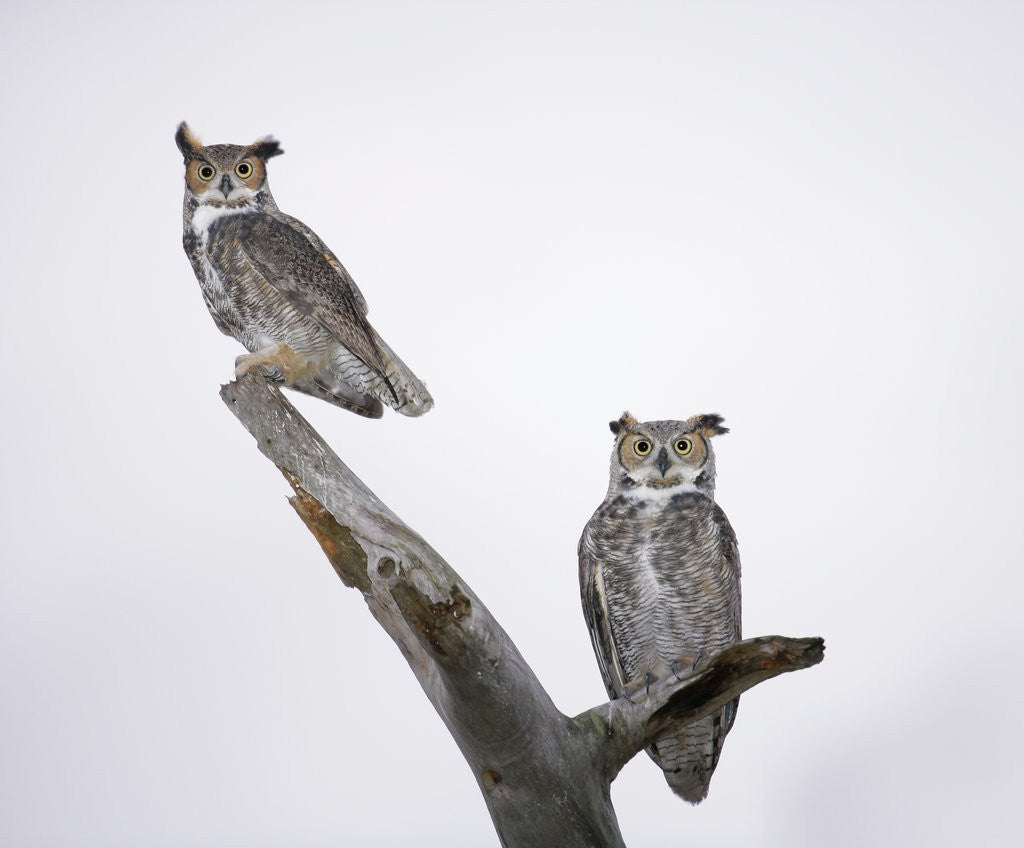 Detail of Great Horned Owls on Branch by Corbis