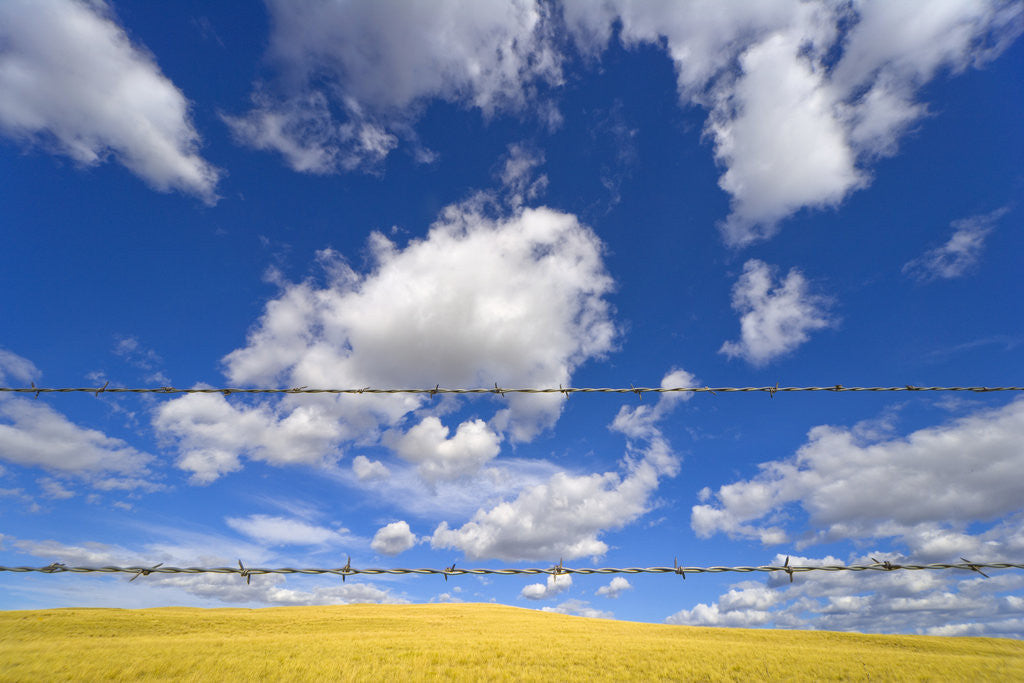 Detail of Barbed Wire Fence, Cumulus Clouds by Anonymous